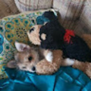 Meet your Posher, Henry